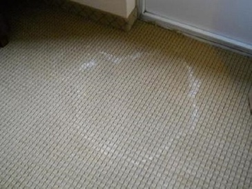 cleaning your carpet from wall to wall